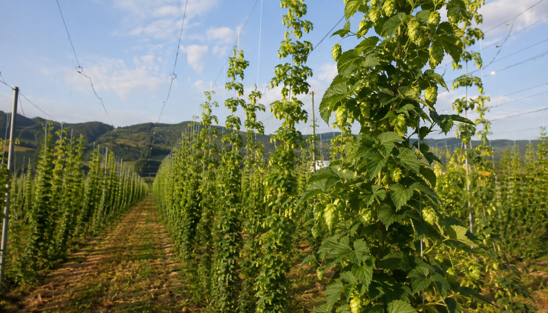 sunao brewery 3つの特徴